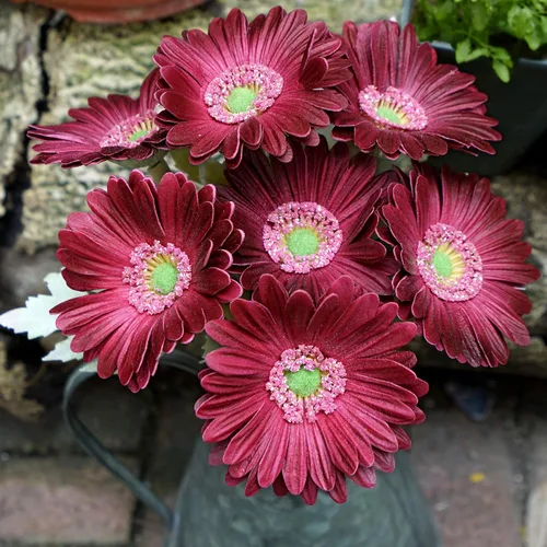 Vista 4 de FiveSeasonStuff Real Touch Gerbera Daisy - Arreglo de flores artificiales y ramo de boda (7 tallos florales, rojo baya)