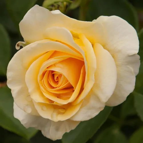 Vista 11 de Heirloom Roses Rose Bush - Easter Basket™ Planta amarilla viva para plantar al aire libre