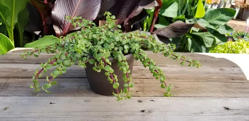 Vista 5 de Plantas para Mascotas - Suculentas de Orejas de Elefante Trepadoras, Plantas Colgantes Vivas, Plantas Suculentas para el Hogar, Maceta Colgante