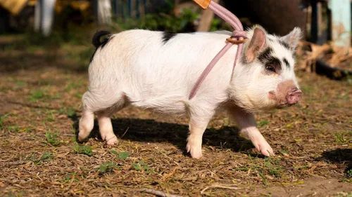 Vista 9 de PORCINE® Arnés y correa para mini cerdo, arnés totalmente ajustable con correa de estilo infinito, ideal para cerdos pequeños y medianos, duradero