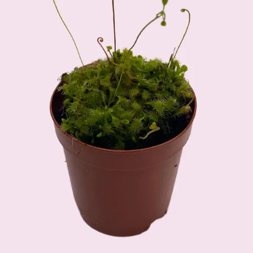 Vista 5 de BubbleBlooms Drosera, Sundews, Planta carnívora rara, en 2 pulgadas Pot Capensis Cape