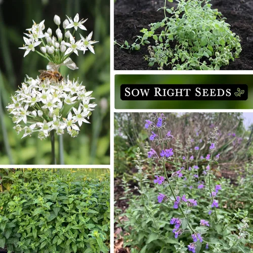 Vista 4 de Sow Right Seeds - Colección de semillas de jardín de hierbas perennes - menta, lavanda, salvia, cebollino común, bálsamo de limón, cebollino de ajo