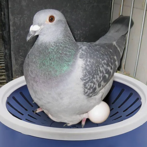 Vista 6 de Mipcase 5pcs paloma nido periquito nido caja de mascotas suministros plástico aves anidación