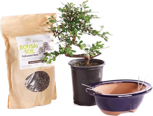 Vista 14 de Brussel's Bonsai Árbol bonsái de olmo chino vivo, al aire libre, paquete de 2 – pequeño, 5 años de edad, 6 a 8 pulgadas de alto – incluye macetas