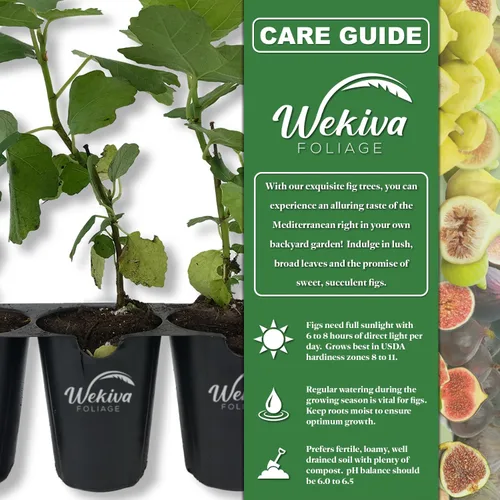 Vista 2 de Árbol de Higuera Olímpico - 4 Plantas Iniciales Vivas - Ficus Carica - Árbol de Fruta Comestible para el Patio y Jardín