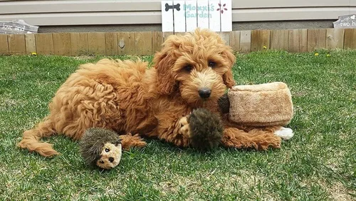 Vista 5 de ZippyPaws - Peluche de juguete que rechina de tejido suave, para perros, N/A, Marrón