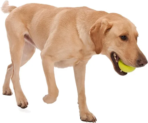 Vista 2 de West Paw, Juguete en forma de balón para perro, masticable y resistente, diseño Jive Zogoflex, Verde agua
