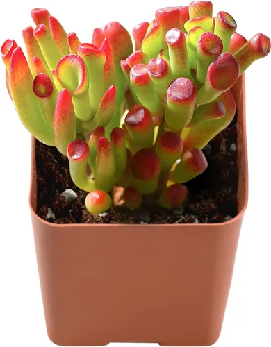 Vista 16 de Plantas de interior vivas suculentas "Bead Vine", tamaño aproximado de 2 pulgadas, suculentas en maceta, completamente enraizadas, de fácil cuidado
