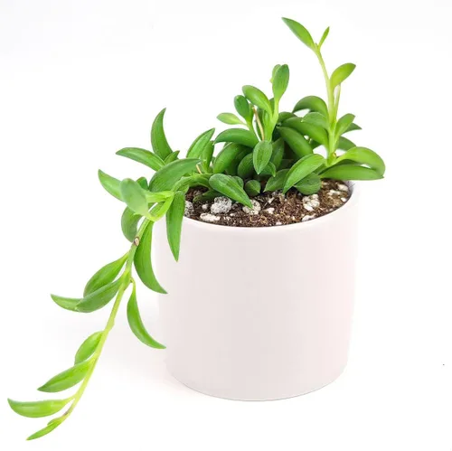 Vista 7 de Senecio String of Bananas Succulent a la venta (2 pulgadas + maceta de arcilla) - Guía de cuidado