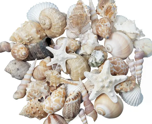 Vista 11 de Conjuntos de conchas – perfecto para manualidades, decoración del hogar de playa, bodas, relleno de jarrón y aulas. Natural shells for beach