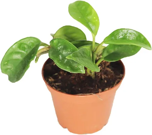 Vista 4 de Hoya - Cuerda hindú abigarrada, variedad rara, 2.5 pulgadas de California Tropicals