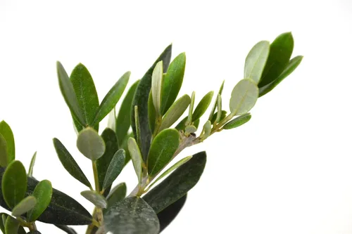 Vista 5 de 9GreenBox - olivo - árbol de la paz - Olea europaea - pack de 2