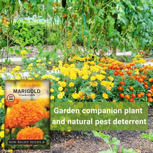 Vista 5 de Semillas de semillas de caléndula africana Crackerjack para plantar flores, paquete de 2 Plants non-GMO heirloom annual variety for outdoor home