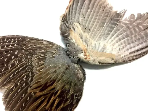 Vista 4 de 1 par - Juego de plumas de gallo de faisán natural (izquierda y derecha) para entrenamiento de perros