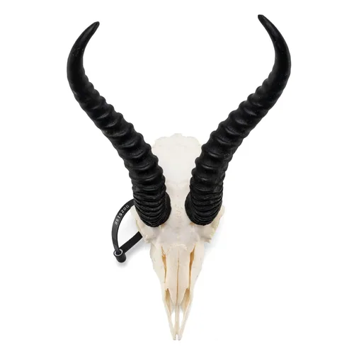 Vista 2 de Calavera Springbok (calidad ósea natural A)