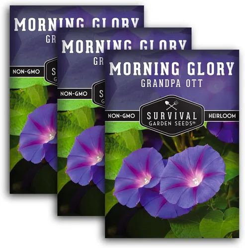 Vista 11 de Survival Garden Seeds - Grandpa OTT Morning Glory Seed para plantar - Paquete con instrucciones para plantar y cultivar Ipomoea Purpurea