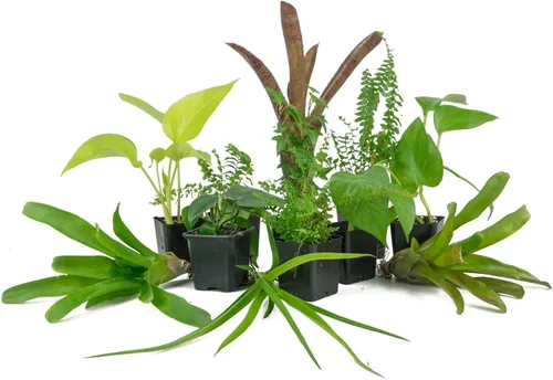 Vista 10 de Josh's Frogs Kit de plantas de vivario tropical de 12x12x18
