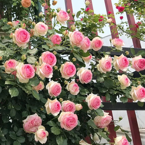 Vista 2 de MOCCUROD - 100 semillas de vid de rosas trepadoras, crecimiento increíble y hermosas rosas