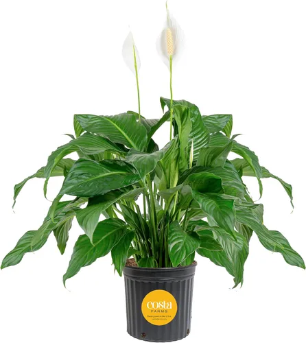 Vista 17 de Costa Farms - Lirio de paz Spathiphyllum, planta viva
