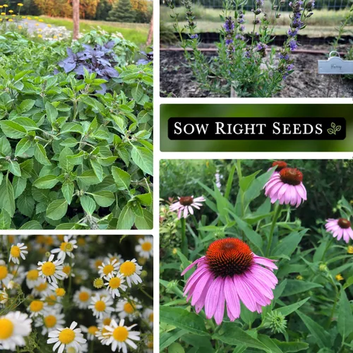 Vista 3 de Sow Right Seeds - Gran colección de semillas de hierbas medicinales para plantar - Manzanilla, equinácea, lavanda, menta, apio de panadero, melisa
