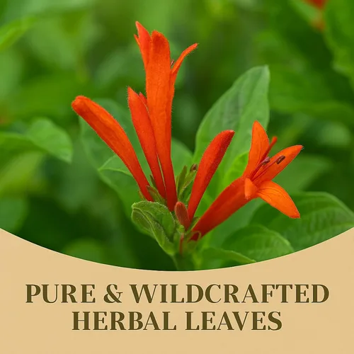 Vista 8 de Muicle Té (Mexican Honeysuckle Herbal Tea) – 25 bolsas de té – 100% natural, vegano, sin OMG – Infusión tradicional de hierbas mexicanas – Sin