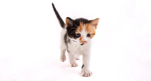 Vista 5 de Fórmula de Reemplazo de Leche en Polvo para Gatitos Hartz - 11 Oz