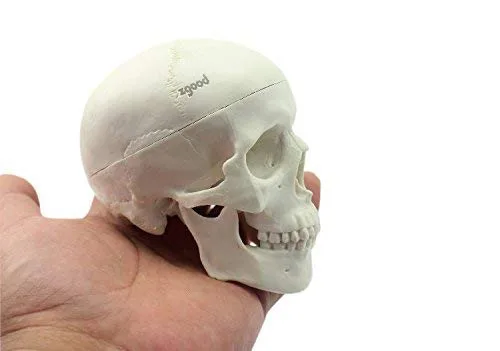 Vista 5 de Mini humano médico anatómico cabeza hueso cráneo hueso