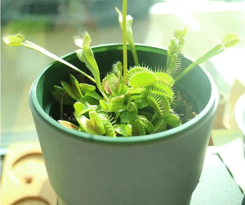 Vista 2 de Kit de trampa para moscas Venus, terrario de trampa para moscas Venus viva incluida/Kit de inicio fácil para principiantes DIY, planta educativa