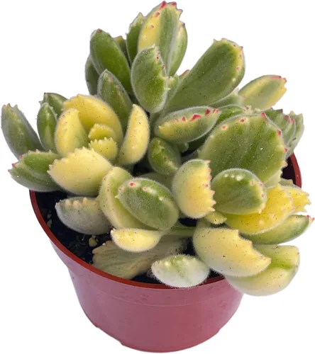 Vista 8 de The Succulent Cult - Collar de bebé de Crassula de 4 pulgadas, plantas suculentas raras totalmente arraigadas en suelo suculento, planta de casa