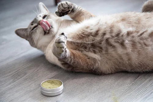 Vista 3 de Meowy Janes Catnip - Paquete de polvo variado alternativo de hierba gatera Keef, polvo de vid plateada y polvo de raíz de valeriana en polvo