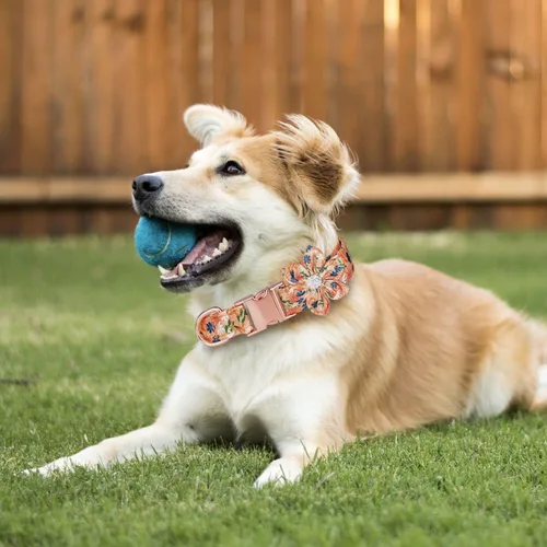 Vista 4 de TDTOK Collar de perro femenino para perros pequeños, medianos y grandes, lindo collar de perro con hebilla de seguridad metálica desmontable