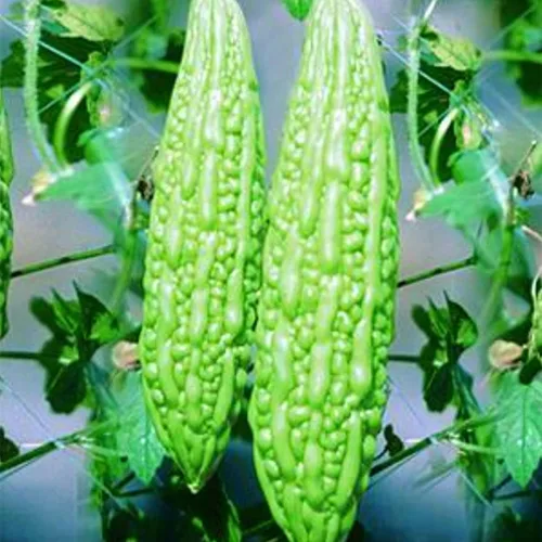 Vista 3 de 50 piezas de semillas de calabaza amarga sin OMG, semillas de melón amargo, semillas de calabaza amarga, bálsamo y pera