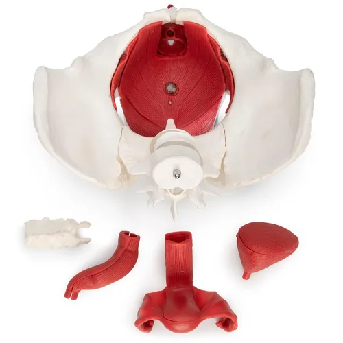 Vista 4 de Modelo anatómico Wellden Product de pelvis de mujer con órganos removibles - 6 piezas, tamaño real