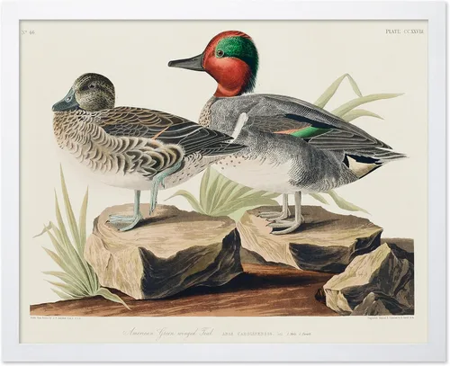 Vista 49 de Poster Master Póster vintage de James Audubon – Impresión retro de amargo americano – Arte de aves de América – Regalo para hombres, mujeres