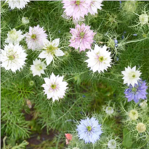 Vista 2 de 1000 semillas - Love in a Mist Mix Nigella - Fácil de cultivar