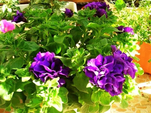 Vista 7 de Semillas de flores de geranio mixto Planta Perenne Floración Jardín Hogar - 20 piezas Semillas