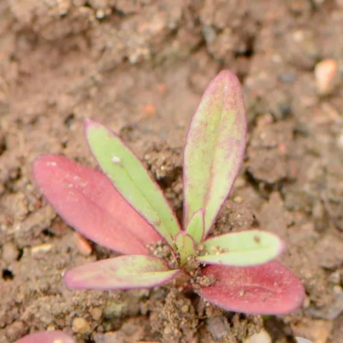 Vista 5 de Seed Needs Semillas de aliento de bebé rosa para plantar flores anuales, 1 paquete