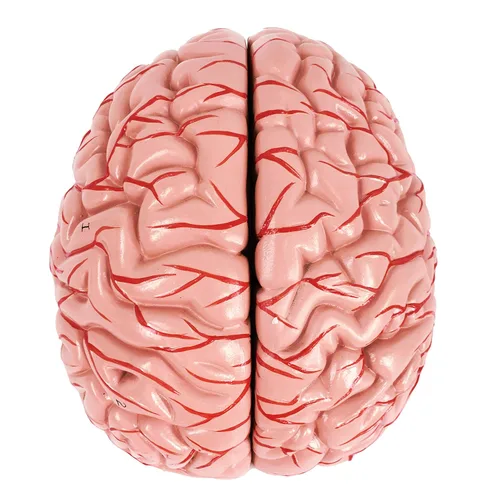 Vista 3 de Evotech - Modelo de cerebro humano con arterias, 9 partes de anatomía de tamaño real, modelo de cerebro en una base, muestra horizontal liso a Rojo