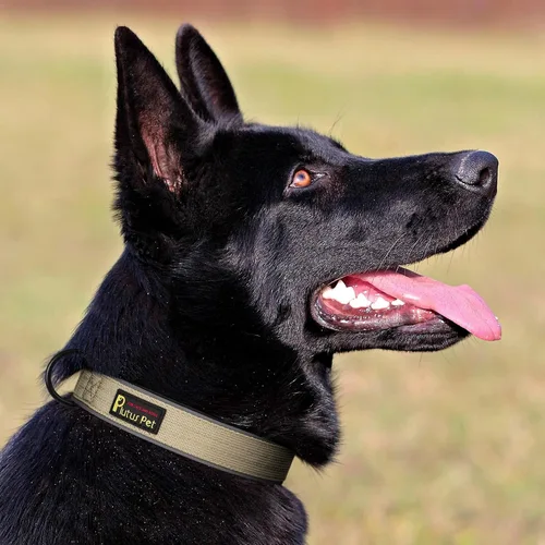 Vista 6 de Collar táctico para perro Plutus Pet, reflectante, collar de perro resistente ajustable, suave acolchado y cómodo, para perros pequeños, medianos