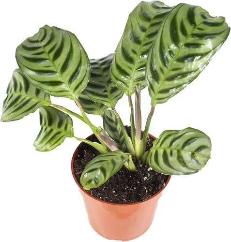 Vista 7 de Calathea Pavo Real Makoyana - 4'' de California Tropicals