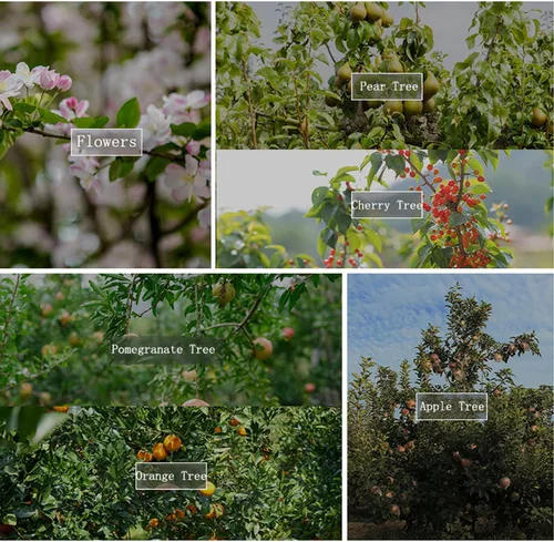 Vista 4 de Esparcidor de ramas de árbol frutal, 50 piezas, esparcidor de ramas de árboles frutales de 16 pulgadas, extractor de ramas de ciruelo, ángulo
