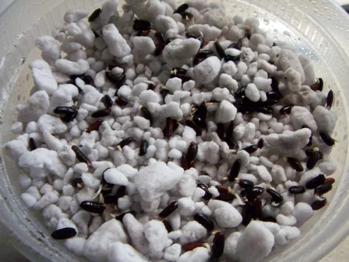 Vista 8 de Arroz negro 500 semillas sabor a nuez prohibido fácil de cultivar plantas orgánicas viables!