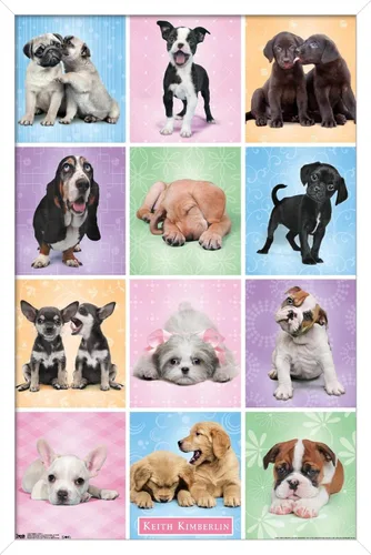 Vista 12 de Trends International Póster de pared Puppies Cuties, 22.375 x 34 Versión con marco negro