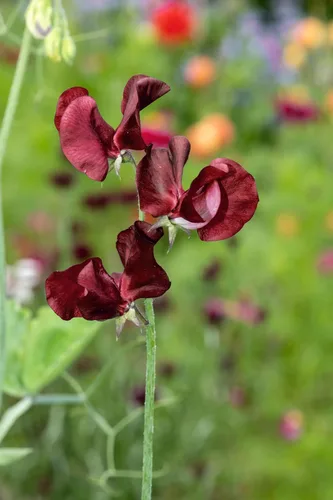 Vista 8 de 10 semillas de vid de flores Black Knight Sweet Pea Lathyrys Odoratus