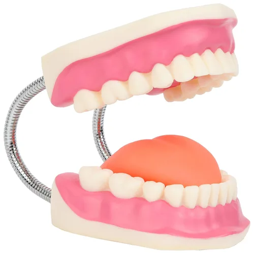 Vista 2 de Modelo de cepillado de dientes, 3 veces ampliado con cepillo gigante modelo de dientes de cuidado bucal, muelas del juicio, kit de dentista