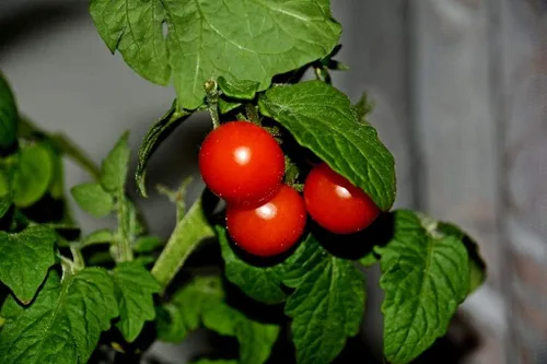 Vista 5 de Semillas de tomates cherry de arbusto enano para plantar alrededor de 20 semillas de tomate