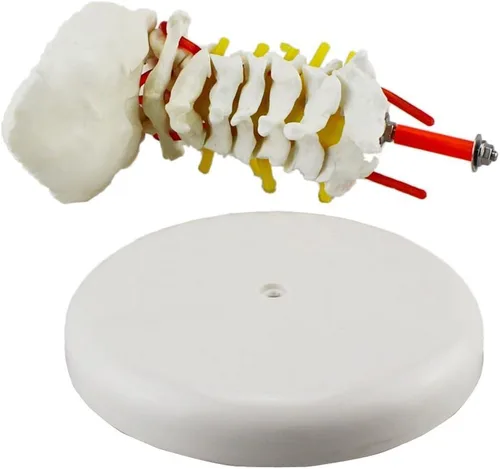 Vista 3 de Vértebra cervical Arteria Columna Espinal Nervios Espinales Modelo Anatómico Anatomía Nuevo