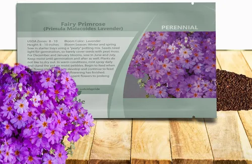 Vista 10 de Outsidepride 1000 Semillas Perennes Primula Crimson Fairy Primrose Flower Seeds para plantar