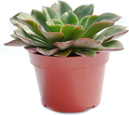 Vista 10 de Planta suculenta Echeveria viva - Suculenta Echeveria de 4 pulgadas (Echeveria Branco)