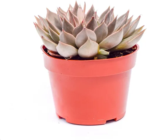 Vista 11 de Planta suculenta Echeveria viva - Suculenta Echeveria de 4 pulgadas (Echeveria Branco)
